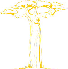 Three Baobabs - Lasting Legacy